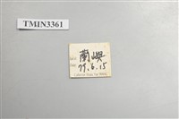 雙瞳黃天牛(蘭嶼粗天牛)藏品圖，第5張